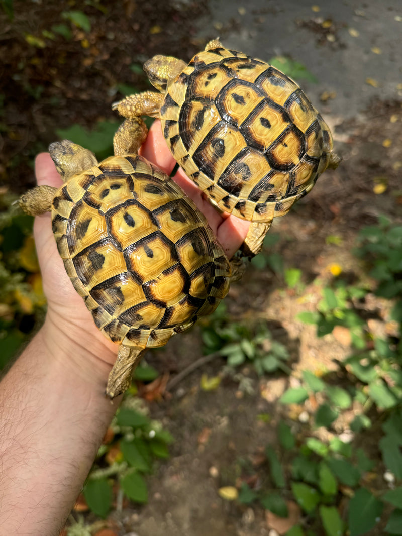 Eastern Hermann's Tortoise Pair