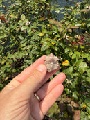 Albino Florida Snapping Turtle 2026