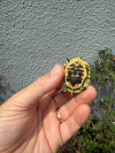 HI YELLOW Florida Box Turtle