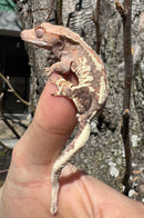 Frappucino Crested Gecko Juvenile