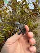 Hi White Concentric Diamondback Terrapin 2025