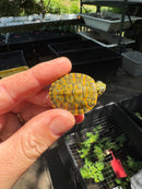 Orange Sunglow Baby Florida Red Bellied Turtle 2025