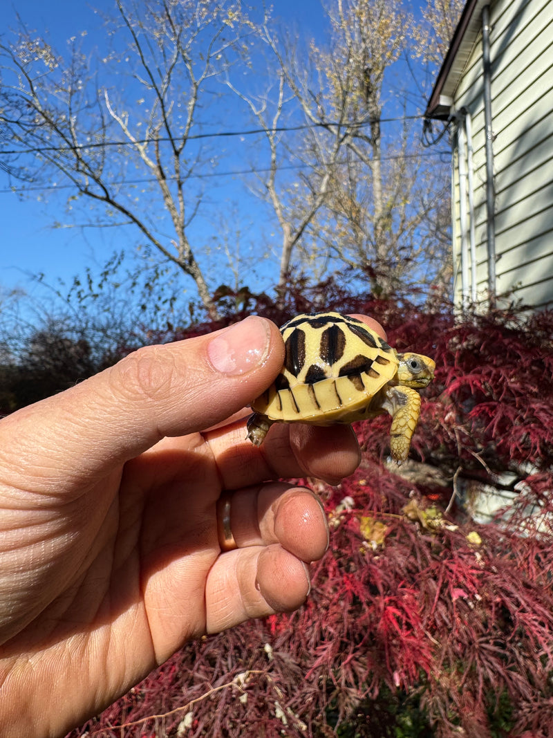 Sri Lankan Star Tortoise 2025