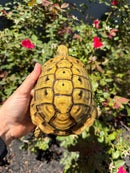 Eastern Hermann's Tortoise Adult Male
