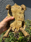 Leopard Tortoise Sub Adult Male