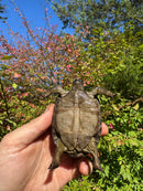 Aldabra Tortoise USA CB 2025