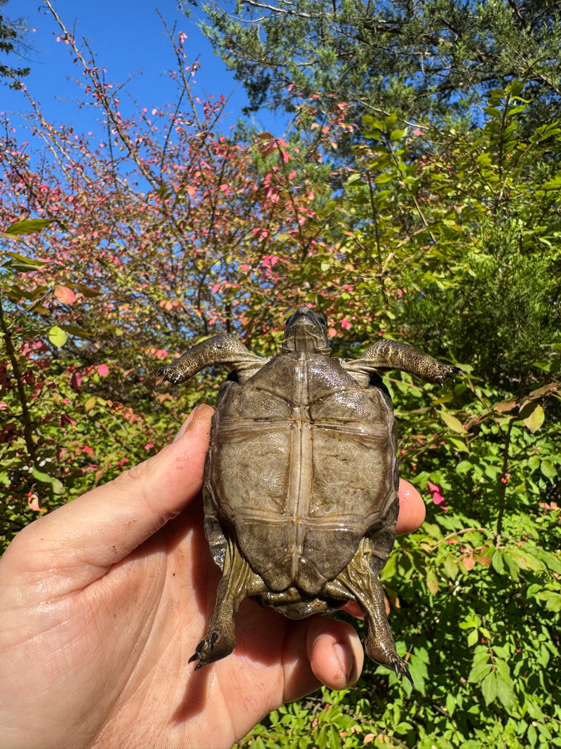 Aldabra Tortoise USA CB 2025