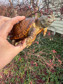 Desert Box Turtle Adult Male CB