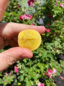 Albino Yellow Bellied Slider Turtle Male