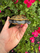 Adult Northern Diamondback Terrapin Male