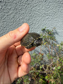 West Coast Pond Turtle Baby