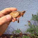 Vietnamese Three-striped Box Turtle