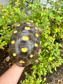 Red Foot Tortoise Adult Female