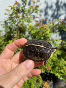 HI YELLOW Florida Box Turtle