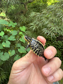 HI YELLOW Florida Box Turtle 2025