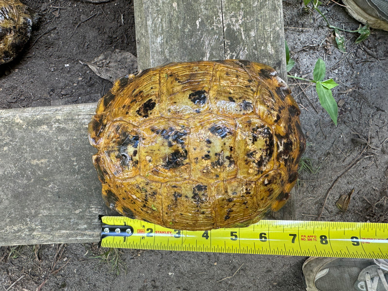 Russian Tortoise Adult Female Group (0.3)   (Testudo horsfieldii)