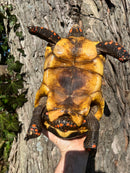 Barbados Red Foot Tortoise Adult Pair