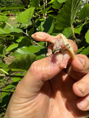 Paradox Albino Common Snapping Turtle