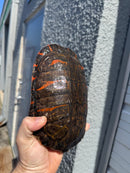 Super Red Northern Red Bellied Turtle Adult Male