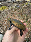 Japanese Pond Turtle 1.3 (Mauremys japonica) (Priced As Group