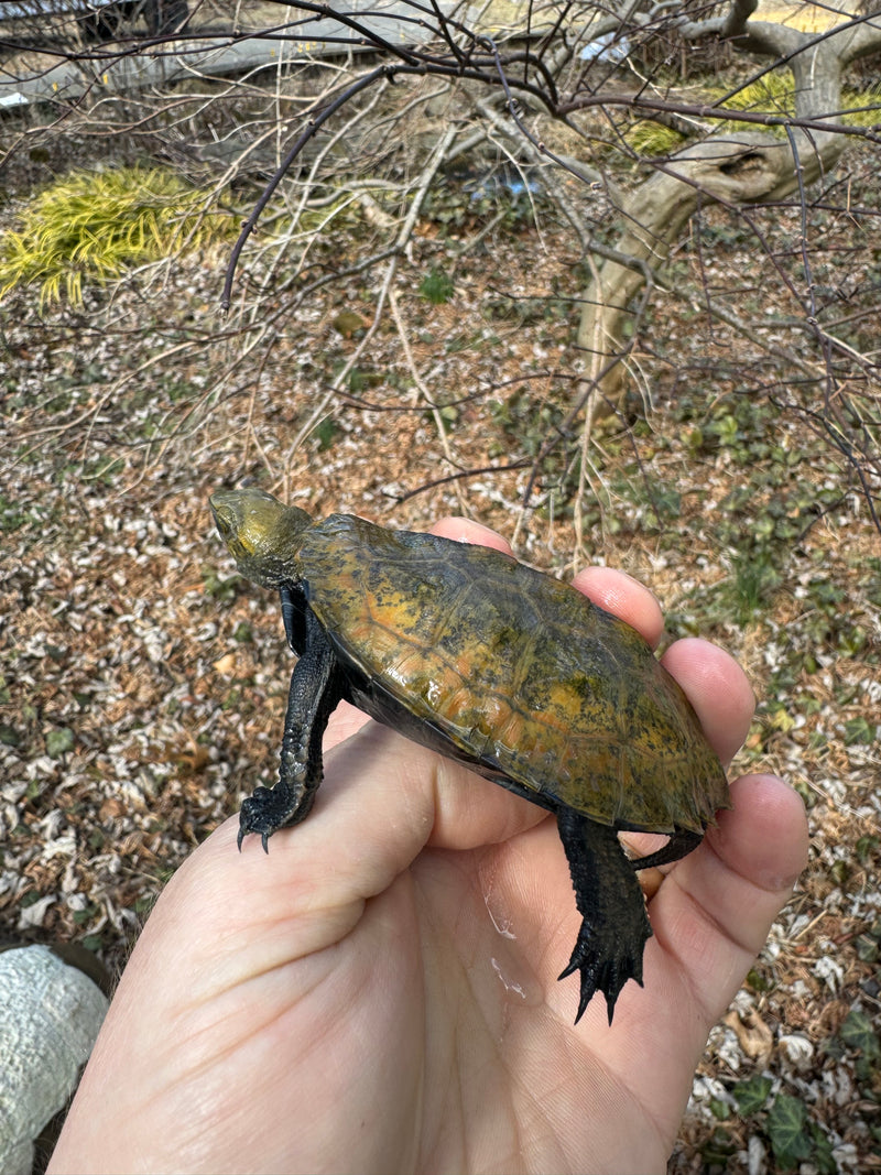 Japanese Pond Turtle 1.3 (Mauremys japonica) (Priced As Group