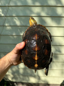 Chinese Box Turtle Adult Pair (Cuora flavomarginata)