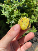 Mitch Clown Red Eared Slider Turtle
