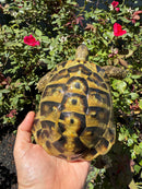 Eastern Hermann's Tortoise Adult Male