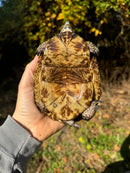 Florida Box Turtle Adult Male