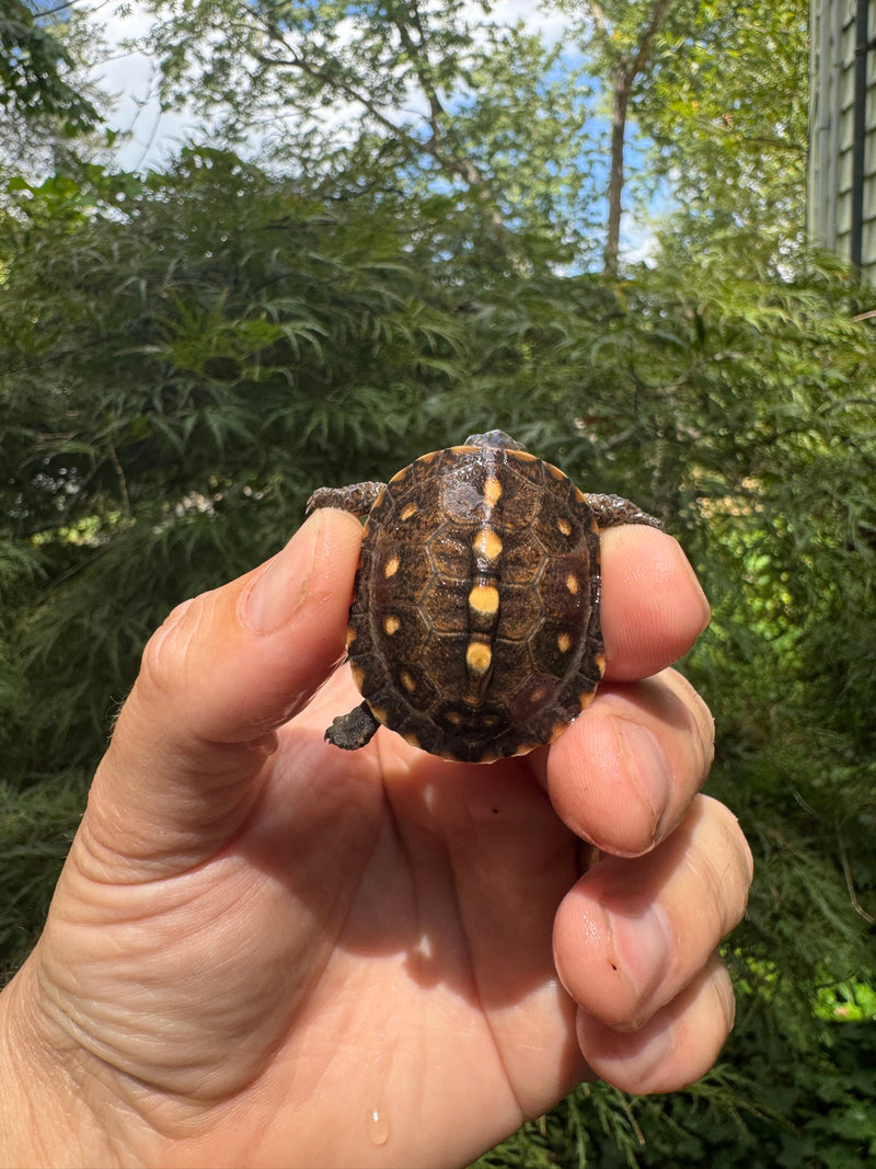 Hi Color Orange Baby Eastern Box Turtle