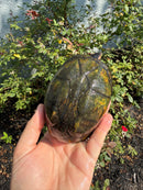 Red Cheeked Mud Turtle Adult Trio