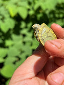 Pastel Clown Red Eared Slider Turtle 2024