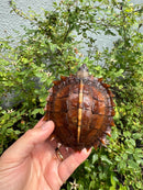 Spiny Hill Turtle CB 2025