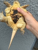 Hypomelanistic Common Snapping Turtle 2024