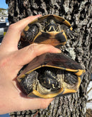 Mekong Snail-eating Turtle Adults (Malayemys subtrijuga)