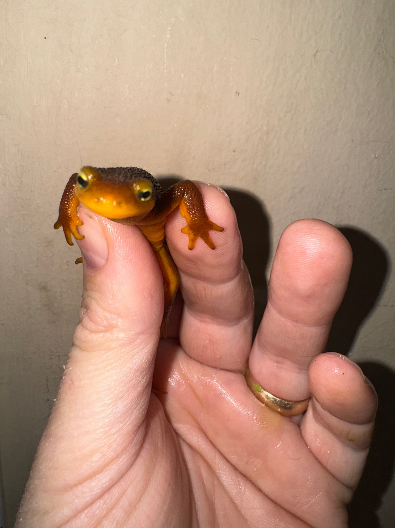 California Orange Bellied Newt Adults (Taricha torosa)