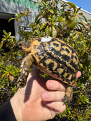 Libyan Greek Tortoise Adult Male