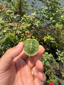 Pastel Picasso Red Eared Slider Turtle
