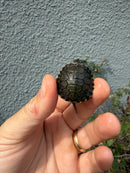 West Coast Pond Turtle Baby
