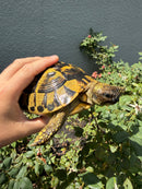 Eastern Hermann's Tortoise Adult Female