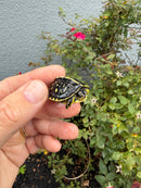 HI YELLOW Florida Box Turtle