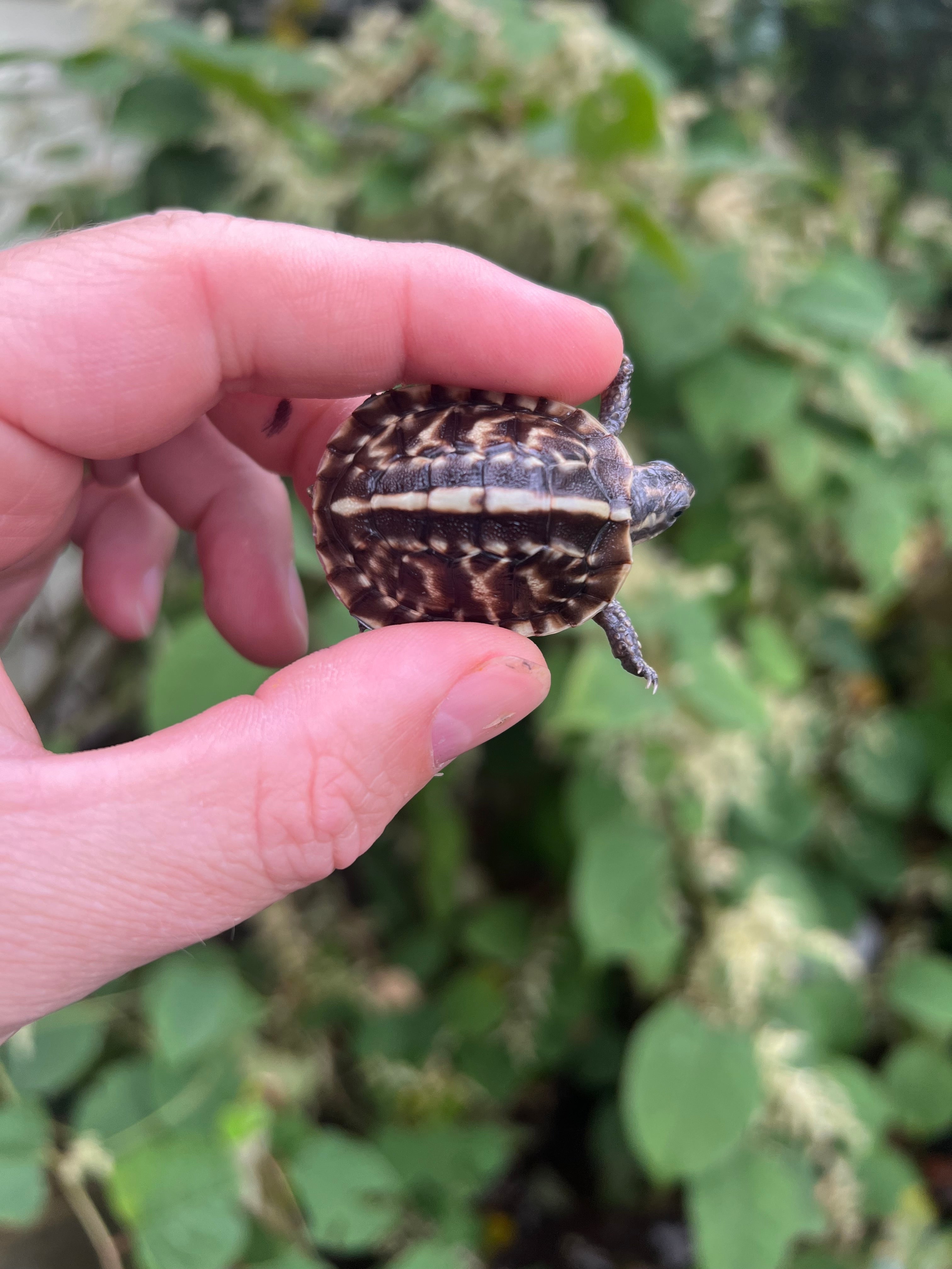 Baby Florida Box Turtles For Sale | American Reptile Distributors