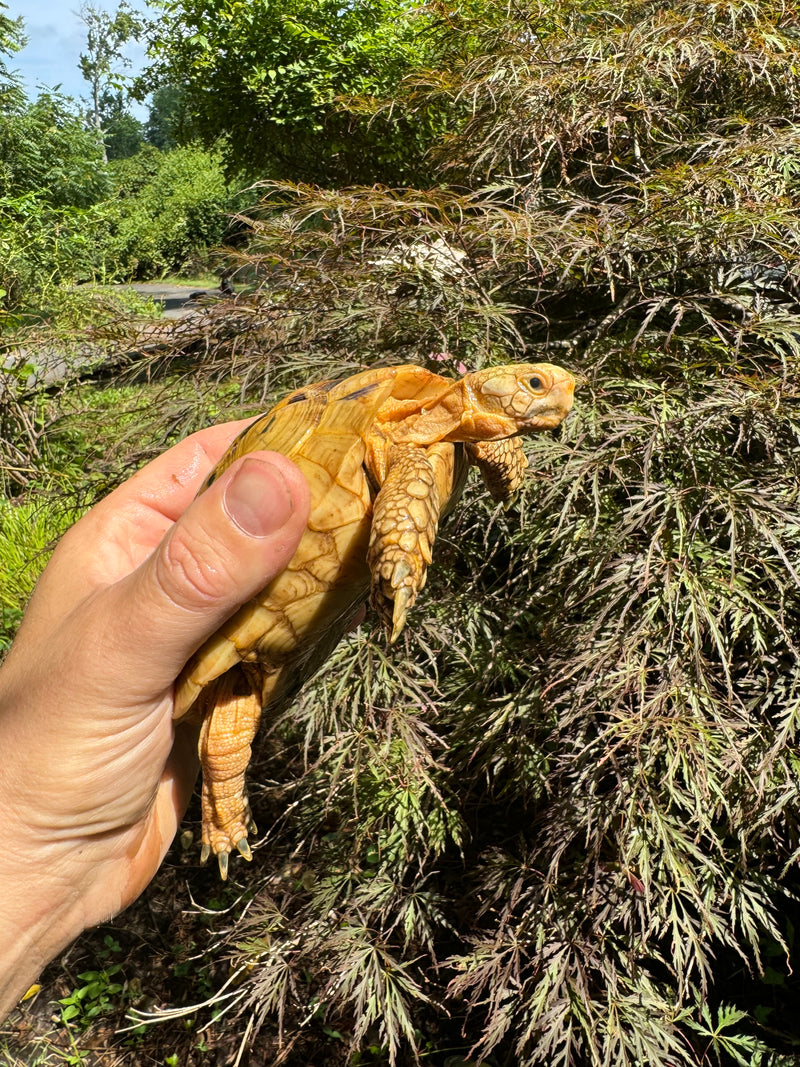 Syrian Golden Greek Tortoise Pair