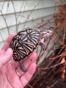 HI YELLOW Florida Box Turtle