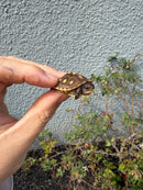 Hi Color Eastern Box Turtle Baby