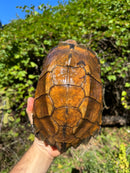 Keeled Box Turtle Adult Female