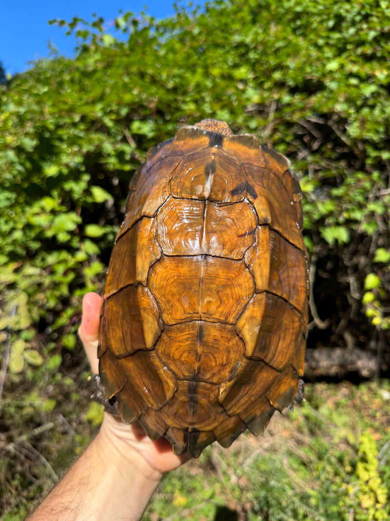 Keeled Box Turtle Adult Female