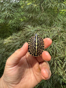 HI YELLOW Florida Box Turtle 2025