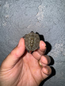 Hi White Concentric Diamondback Terrapin 2024