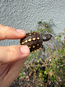 Hi Color Eastern Box Turtle Baby